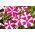 Biji Rose Star Petunia - Petunia hybrida nana compacta - 800 biji