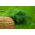 ガーデンディルSzmaragd種子 -  Anethum graveolens  -  2800種子 - Anethum graveolens L. - シーズ