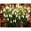 Galanthus nivalis - snežienka - 5 kvetinové cibule