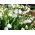 Leucojum aestivum - letná snehová vločka - 5 kvetinové cibule
