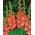 Gladiolas Frizzled Coral Lace - 5 gab. Iepakojums - Gladiolus Frizzled Coral Lace