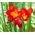Freesia Single Red - 10 kvetinové cibule