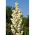 Yucca Filamentosa, jarum Adam, Carolina Silk Grass - bebawang / umbi / akar