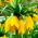 Keisarinpikarililja - keltainen - Fritillaria imperialis