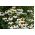 Flor-roxa-cônica - White Swan - Echinacea purpurea