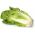 Benih Kubis Cina Bristol - Brassica pekinensis - 430 biji - Brassica pekinensis Rupr.
