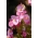Rosa vax Begonia frön - Begonia semperflorens - 1200 frön