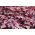 Purple Shiso seeds - Perilla nankinensis - 500 seeds