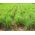 לימון זרעי דשא - Cymbopogon flexuosus - 400 זרעים
