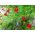 Cypress Vine Mixed Colors seeds - Ipomoea quamoclit - 38 biji - benih