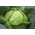 זרעי כרוב מוקדמים - בראסיק אולר. . אלבה - 480 זרעים - Brassica oleracea convar. capitata var. alba