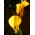 Zantedeschia, Calla Lily Yellow - củ / củ / rễ
