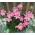 Habranthus Robustus, Regenlilie, Habranthus - 10 Zwiebeln