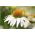 Sementes de Coneflower White Swan - Rudbeckia purpurea - 150 sementes - Rudbeckia echinacea