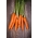 Biji Carrot Kamila F1 - Daucus carota - 2550 biji - Daucus carota ssp. sativus  - benih