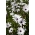לבן קייפ דייזי, זרעי דייזי אפריקאי - Osteospermum ecklonis - 35 זרעים