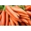 Carrot Amsterdam 3 seeds - Daucus carota (coated seeds) - 300 seeds
