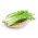 Mizuna, biji Mustard Jepun - Brassica rapa nipposinica - 1000 biji - Brassica rapa var. Japonica - benih