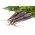 당근 깊은 자주색 씨앗 - Daucus carota var. 사티 바스 - 425 종자 - Daucus carota ssp. sativus 