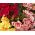 Бегонія Великий Цвітіння Подвійний Мікс - 2 лампи - Begonia ×tuberhybrida 