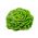 חמאת בוטרהד מאי זרעי המלכה - לקטו סאטיבה (זרעים מצופים) - 50 זרעים - Lactuca sativa L. var. Capitata