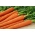 गाजर कोरल बीज - Daucus carota (लेपित बीज) - 300 बीज - 