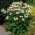Echinacea, Coneflower 화이트 스완 - 알뿌리 / 결실 / 뿌리 - Echinacea purpurea