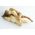 Křen - Armoracia rusticana - cibule / hlíza / kořen
