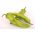 الهنغارية بذور الفلفل الشمع - الفليفلة السنوية - 70 البذور - Capsicum L. - ابذرة