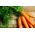 Семена от моркови Ленка - Daucus carota - 4250 семена - Daucus carota ssp. sativus 