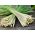 Lemon Grass seeds - Cymbopogon flexuosus - 400 seeds