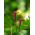 Cypress Vine Hỗn hợp màu hạt - Ipomoea quamoclit - 38 hạt