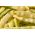 القزم الفرنسية بذور الفول Mamutina - Phaseolus الشائع - Phaseolus vulgaris L. - ابذرة