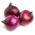 赤タマネギの種子 - アリウムcepa  -  450種子 - Allium cepa L. - シーズ