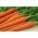 Carrot 'Comet - Kometa F1' seeds - Daucus carota