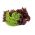 Lettuce Lollo Rossa seeds -  Lactuca sativa - 950 seeds