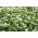 رامسون ها، دانه های سیر وحشی - Allium ursinum L. - 100 دانه
