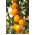 Kirsebærtomater - Ildi - gul - 80 frø - Lycopersicon esculentum Mill
