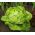 Butterhead Lettuce May Semená kráľovnej - Lactuta sativa (potiahnuté semená) - 50 semien - Lactuca sativa L. var. Capitata