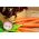 गाजर लेंका के बीज - डकोस कैरोटा - 4250 बीज - 