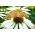 Семена белого лебедя василька - Rudbeckia purpurea - 150 семян - Rudbeckia echinacea - семена