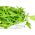 Mizuna, japansk sennepsfrø - Brassica rapa nipposinica - 1000 frø - Brassica rapa var. Japonica