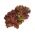 Semințe de salată Lollo Rossa - Lactuca sativa - 950 de semințe - Lactuca Sativa L. var. capitata 