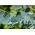 آدامس آبی، دانه گیاهی آفتکش تاسمانی - Eucalyptus globulus - 10 دانه