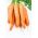 Семена от моркови Ленка - Daucus carota - 4250 семена - Daucus carota ssp. sativus 