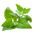 新西兰菠菜种子 -  Tetragonia expansa  -  70粒种子 - Tetragonia expansa L. - 種子