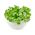 Кукурузна салата, семе мацхе - Валерианелла лоцуста - 1700 семена - Valerianella locusta