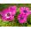 Anemone – Sylphide  – 40 pcs
