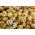 סקווש מתוק זרעי כופתאות - Cucurbita pepo - 23 זרעים