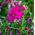 Bredbladiga eviga ärtblandade frön - Lathyrus latifolius - 36 frön